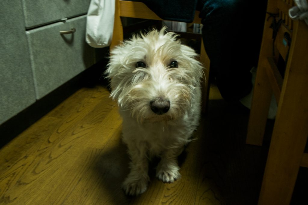 DSCF0101